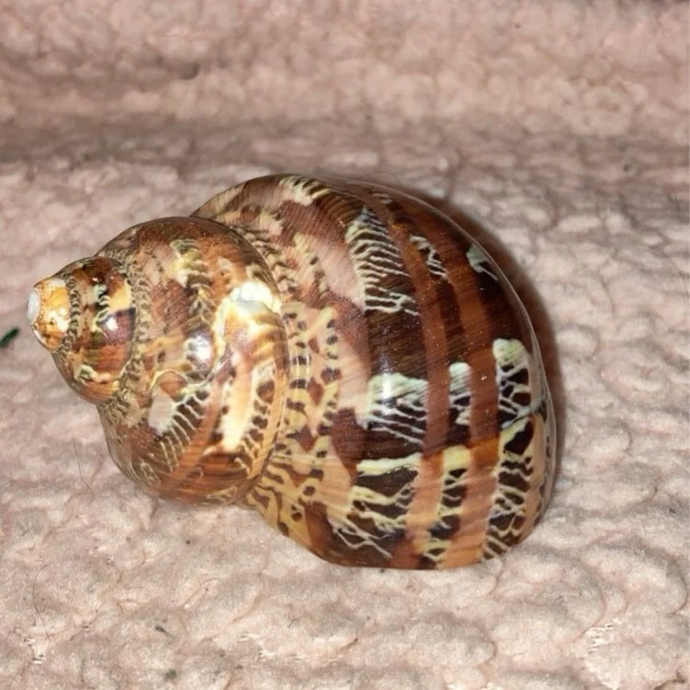 Sea shell